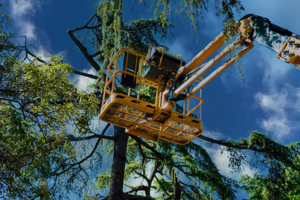 Best Tree Pruning Services  in USA